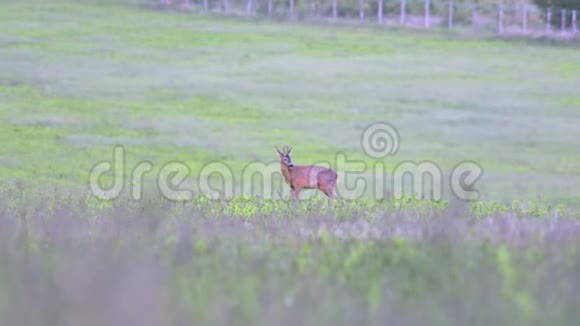 春天从匈牙利出发雄鹿在草地上散步视频的预览图