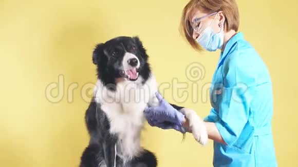 女孩摸着一只狗的病爪孤立的黄色背景视频的预览图