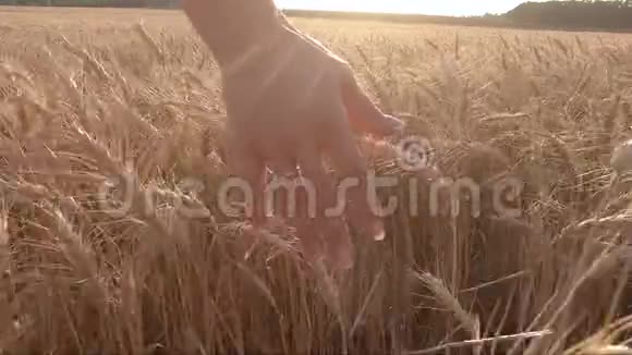 女人在日落时交麦田在农村的黄金麦田上日落农业增长和农业视频的预览图