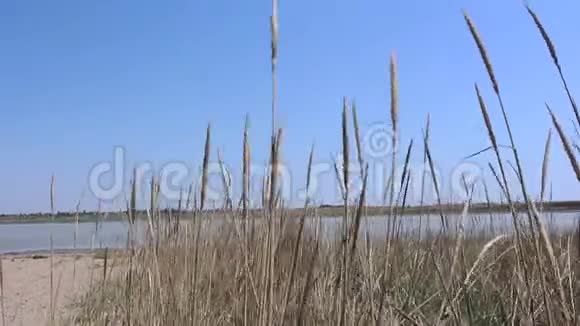 干草在一个盐湖的背景下迎风而飞湖面上的干草视频的预览图
