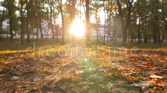公园里美丽的日落明亮的阳光树上长长的阴影视频的预览图
