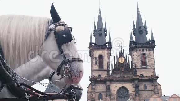 把白马套起来站在城堡的背景上视频的预览图