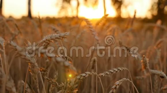 美丽的田野和小麦收获特写镜头照相机在动一口麦子慢动作视频的预览图