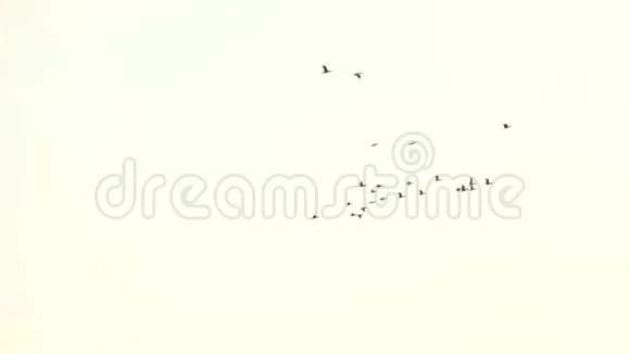 一群鸟在晴朗的天空背景下飞翔视频的预览图