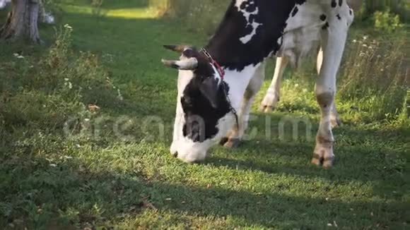 黑白相间的斑点牛在吃草在背景中看到一对年轻夫妇散步视频的预览图