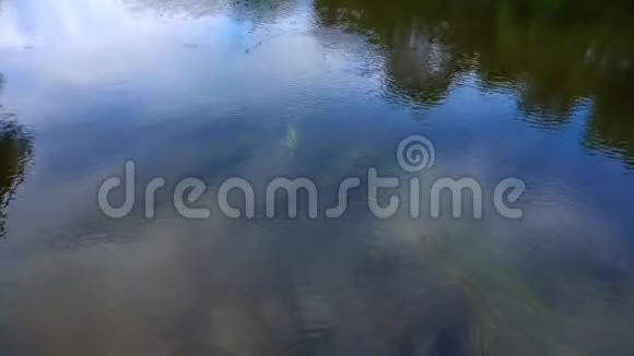 河中的水下植物视频的预览图