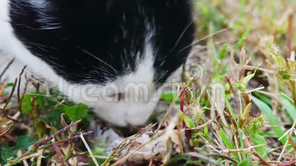 一只饥饿的猫在草地上吃剩下的鱼视频的预览图