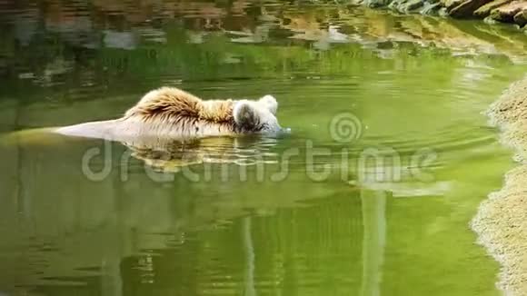 熊在湖水里视频的预览图