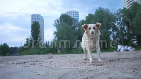 有趣的是一只小白狗站着寻找食物逃避危险视频的预览图