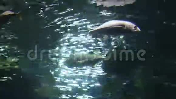 灰鱼从下面游到水下太阳的光线在水中折射复制背景空间视频的预览图
