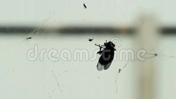 蜘蛛包着一只被丝网捕获的苍蝇视频的预览图