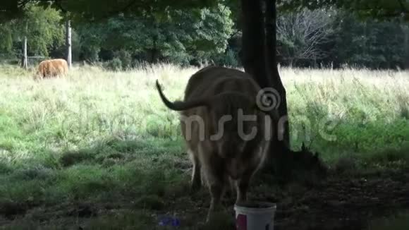 爱丁堡附近草地上的高地牛视频的预览图