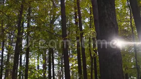 阳光透过美丽的秋天茂密的森林绿色的叶子视频的预览图