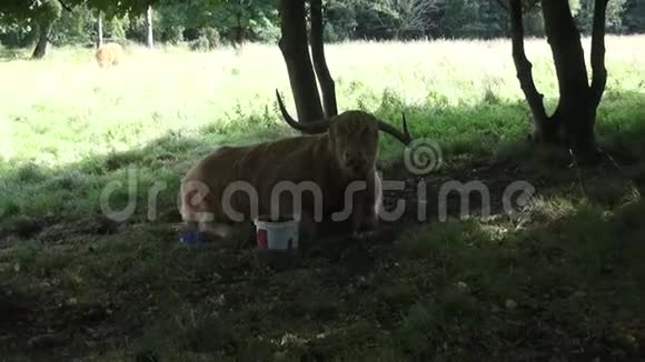 高地牛躺在草地上觅食视频的预览图