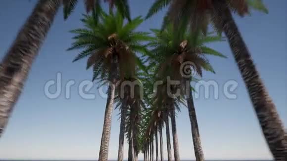 美丽的棕榈大道迈阿密海滩户外旅游景观城市景观蓝色射线天空之蓝热带度假胜地视频的预览图
