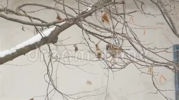 冬天有一群麻雀坐在树上树枝上的雪寻找食物视频的预览图