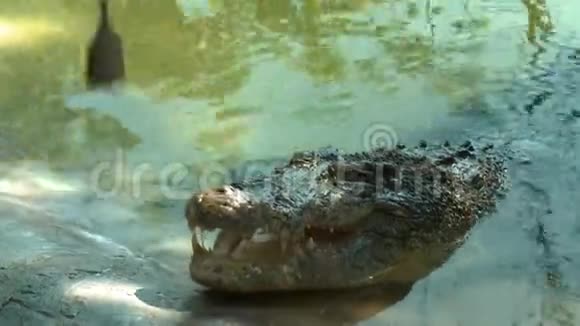 咸水鳄鱼用绳子扑向鱼视频的预览图