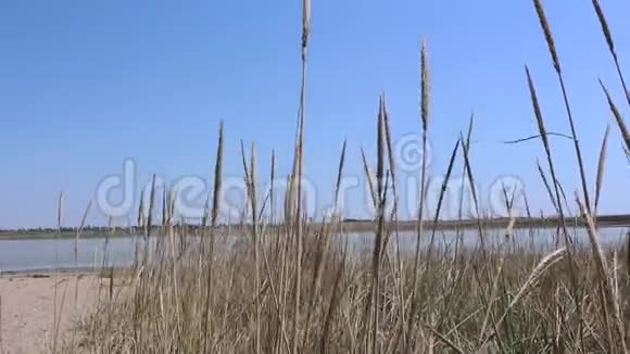 干草在一个盐湖的背景下迎风而飞湖面上的干草视频的预览图
