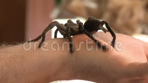 一只毛茸茸的游客手腕上的大黑蜘蛛视频的预览图