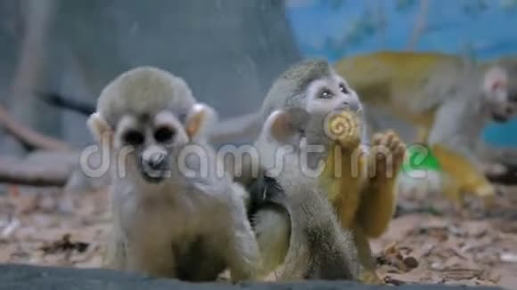 松鼠猴子吃南瓜子视频的预览图