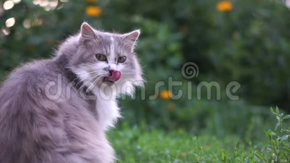 一只美丽的白灰色猫坐在花园里舔它的脸视频的预览图