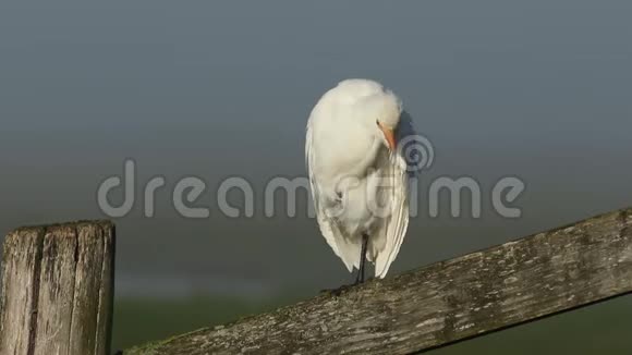 一只罕见的白鹭布沟朱比斯在一个雾蒙蒙的寒冷的早晨在栅栏柱上捕食视频的预览图