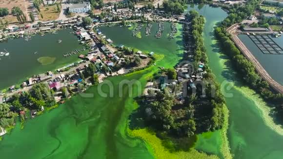 河流被绿藻污染河岸上有房屋和船坞视频的预览图