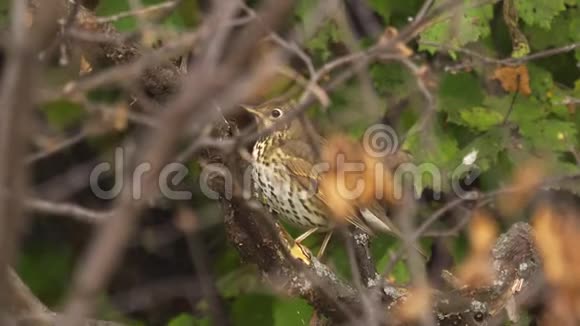 一只鸟歌画眉TurdusPhilomelos坐着躲在灌木丛中视频的预览图