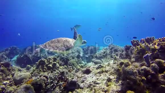 一只海龟漂浮在礁石底部视频的预览图