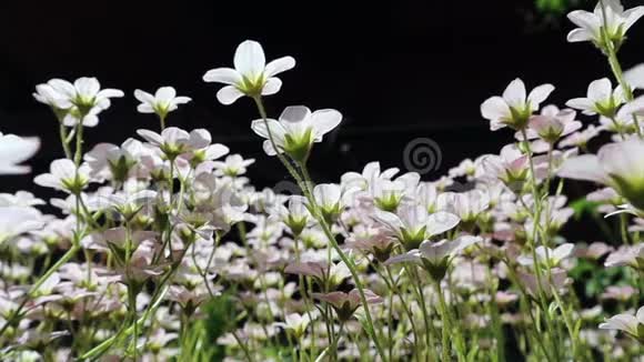 白色的小花在风中的苔藓上黑色的背景天然花卉背景视频的预览图