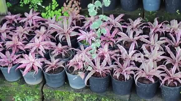迷你紫色叶子植物盆栽视频的预览图
