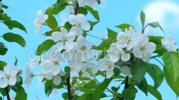 盛开的苹果树视频的预览图