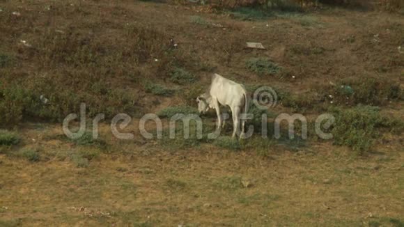 一头吃草的白牛站在草地旁视频的预览图