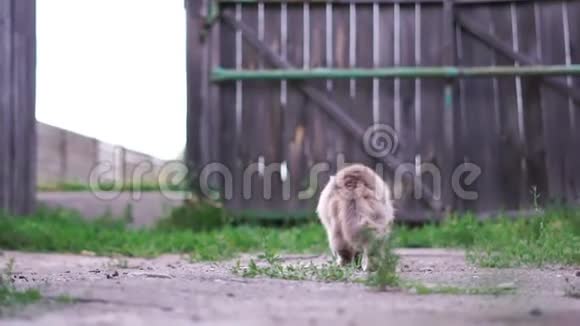 一只灰色的猫走到农舍的门口门上开着一个灯芯视频的预览图