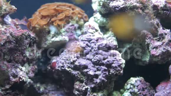 在珊瑚礁下面视频的预览图