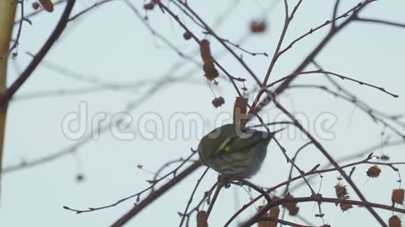 鸟坐在树枝上吃桦树种子的欧亚剑麻视频的预览图