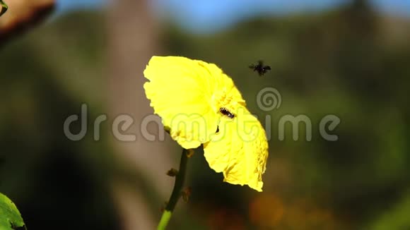 小昆虫降落在黄花室外自然雨林上的慢动作视频的预览图