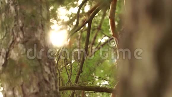 阳光透过森林中的松树照耀视频的预览图