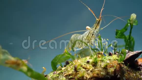 可爱有趣的动物棕榈线虫咸水岩池虾在黑海海洋生物群落水族馆寻找食物视频的预览图