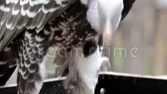秃鹫鸟吃肉接近高清镜头视频的预览图