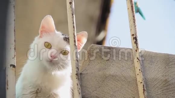 一只好奇的小猫坐在阳台上有兴趣的白毛绒小猫视频的预览图