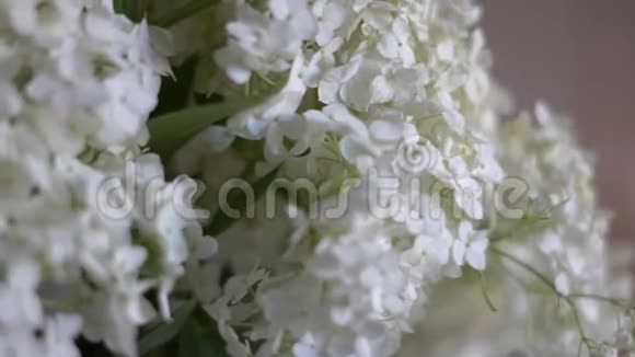 房间里特写一片白色紫丁香令人难以置信的花瓣视频的预览图