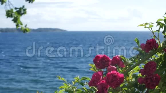 带玫瑰的浪漫海景视频的预览图