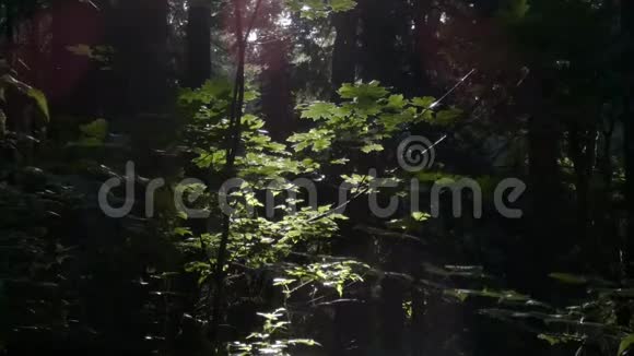 黑暗的森林树叶和虫子在阳光下发光视频的预览图