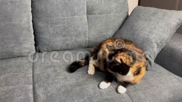 美丽的深色家猫躺在灰色沙发背景舒适的家庭概念特写视频的预览图