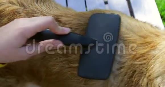梳理老金毛猎犬的皮毛视频的预览图