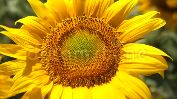 一堆种子正在田间成熟黄色盛开的向日葵特写一朵向日葵在风中摇曳美丽美丽视频的预览图