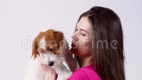 快乐的漂亮女孩穿着粉红色T恤抱着一只小狗杰克罗素梗看着镜头灰色背景靠近视频的预览图