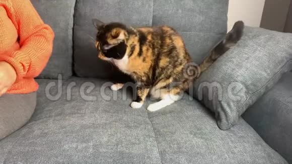 漂亮的深色家猫坐在灰色沙发上咬着一个女孩宠物行为观念特写视频的预览图