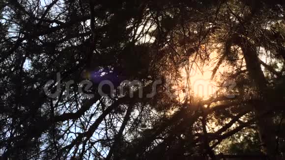 阳光透过森林中的松树照耀视频的预览图